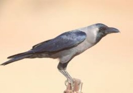 Crow Bird Information in Hindi
