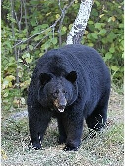 Bear Information In Hindi