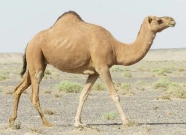 Facts About Camel in Hindi 